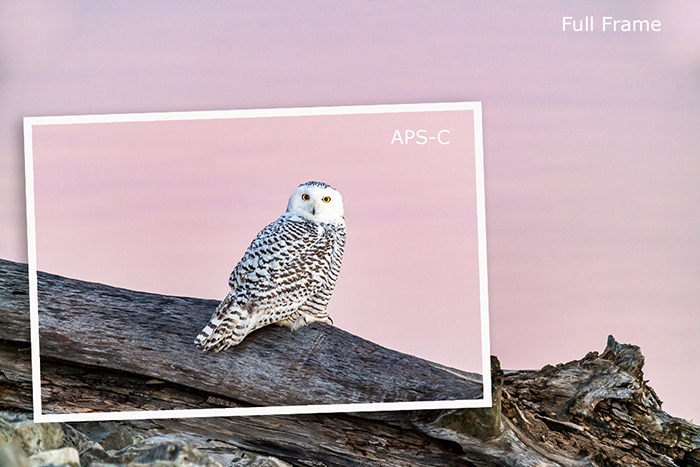 full frame vs aps-c image of an owl