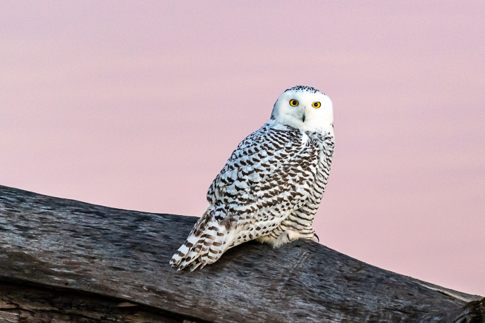 Snowy owl taken with a full-frame sensor cropped