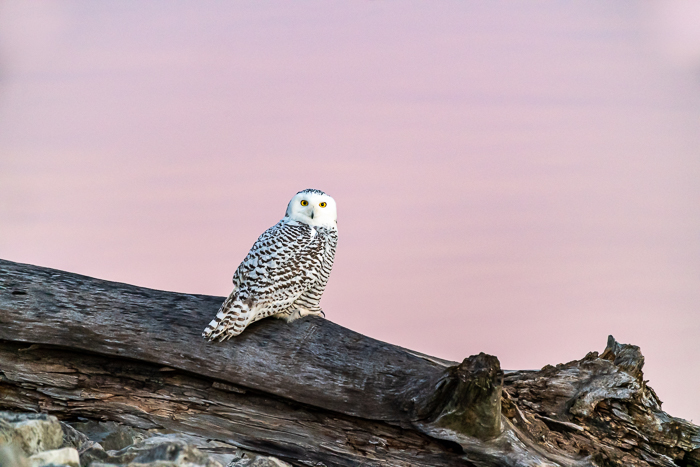 Snowy owl taken with full-frame sensor