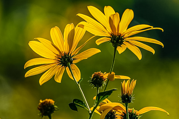 Yellow flowers shot with ahallow (small or narrow) depth of field