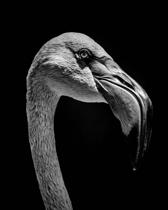 A Chilean flamingo taken with ISO 64