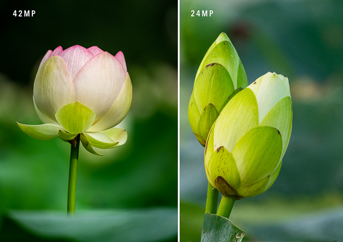 image comparison of lotus flowers at 42MP vs. 24MP
