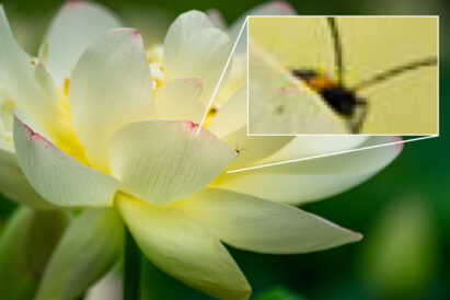 A photo of a flower with a section zoomed in on bug on flower to see pixelation