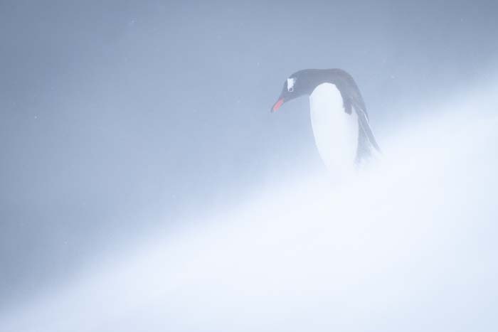an image of a Gentoo penguin in the snow