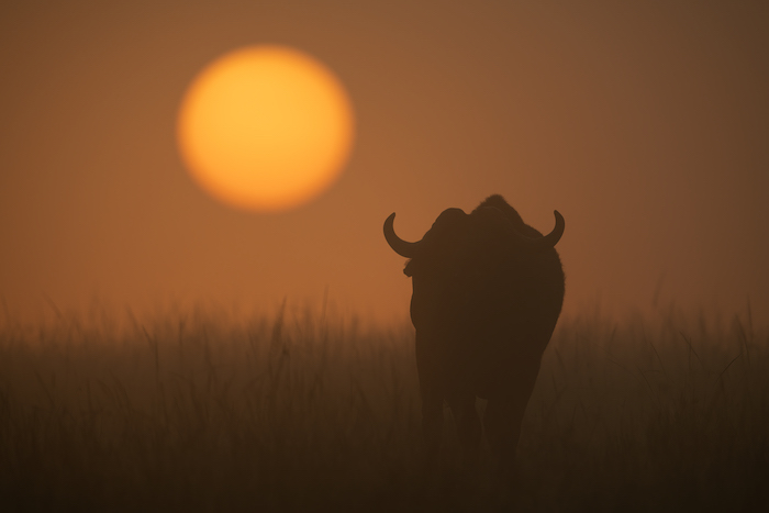 A silhouette of an African buffalo at sunset shot with a Nikon D850