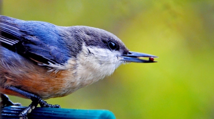 Close-up of small blue bird with seed in its beak shot with a best bridge camera