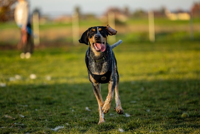 A dog in a field taken with a Canon EOS R3