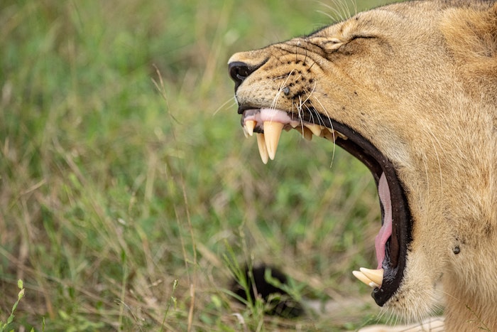 Close-up of a lion in Mana Pools National Park, Zimbabwe