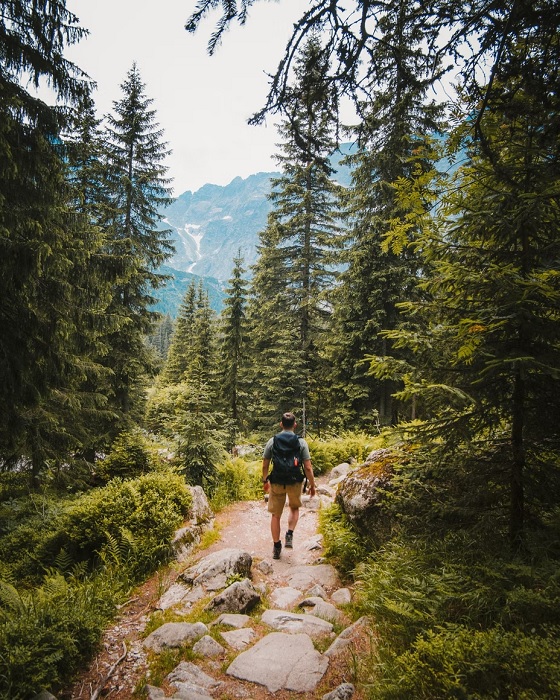 Shot of a man walking through a pine wood path