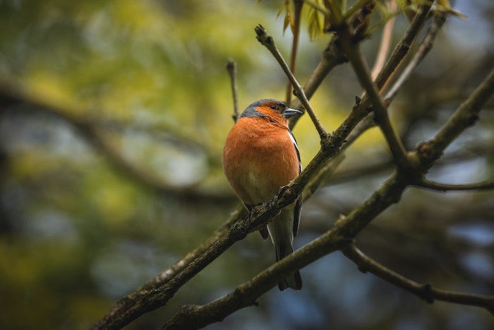 Picture of a bird on a branch 