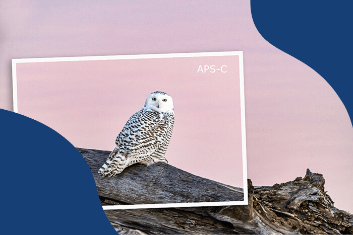 full frame vs aps-c image of an owl