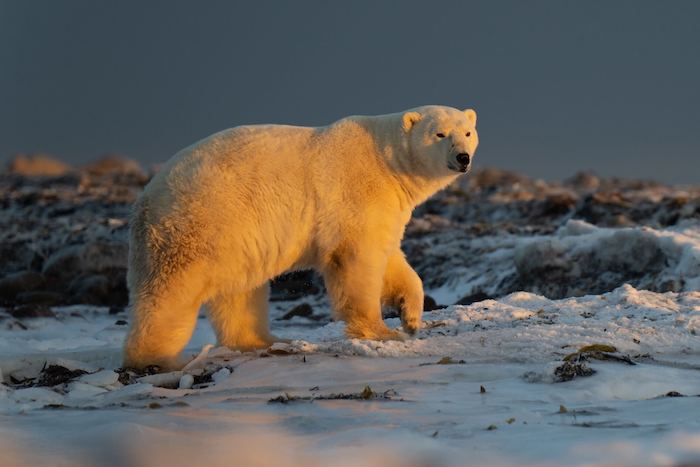 A male polar bear walking across tundra in Nunavut, Canada