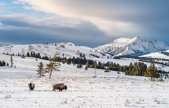 Yellowstone bison in winter snow