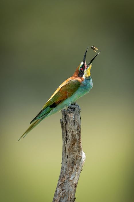 A European bee-eater bird perched on a dead tree stump tossing a fly up in the air in Masai Mara, Kenya