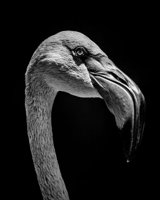 Head shot of a Chilean flamingo with a catchlight in its eye against a black background near Iguazu Falls in Brazil 