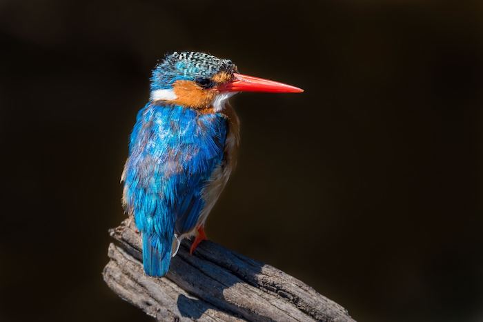 A malachite kingfisher is perched in profile on a dead tree stump in the sunshine in Chobe National Park, Botswana