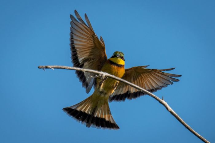 A little bee-eater bird raising its wings and landing on a bare branch in Chobe National Park, Botswana