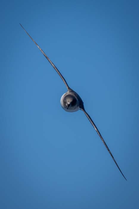 Picture of an Antarctic petrel shot with a Sony a1