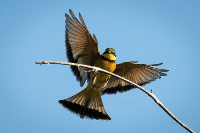 Picture of a little bee-eater shot with a Sony a1