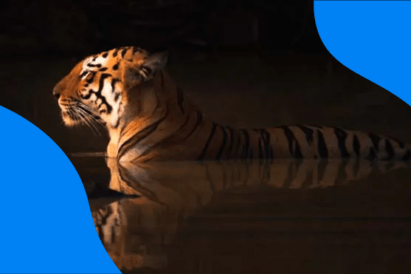 Low-key portrait of a tiger with -1 EV exposure compensation