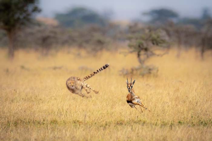 A cheetah chasing a gazelle in the natural world