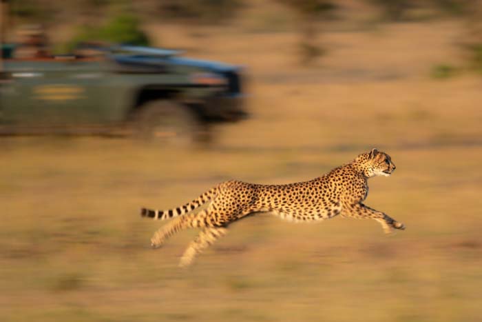 An action photo of a cheetah racing a jeep with a blurred background