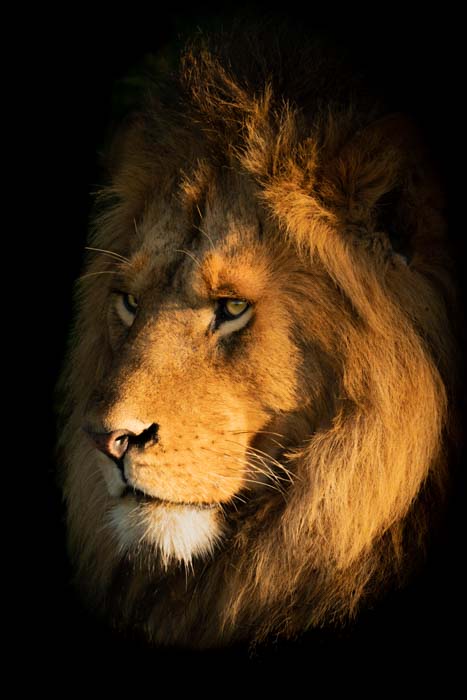 Portrait of a lion with warm lighting taken a dawn