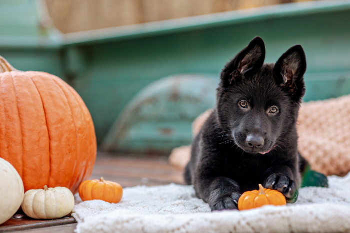 Pet portrait of a cute black puppy playing with pumpkins