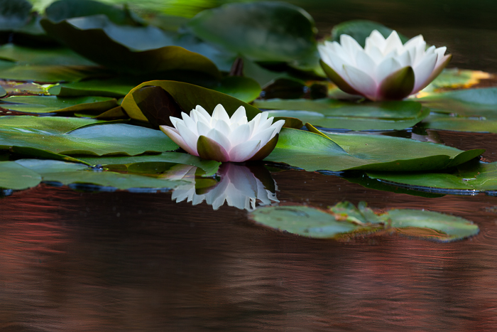 Waterlilies floating on a pond with a reflection