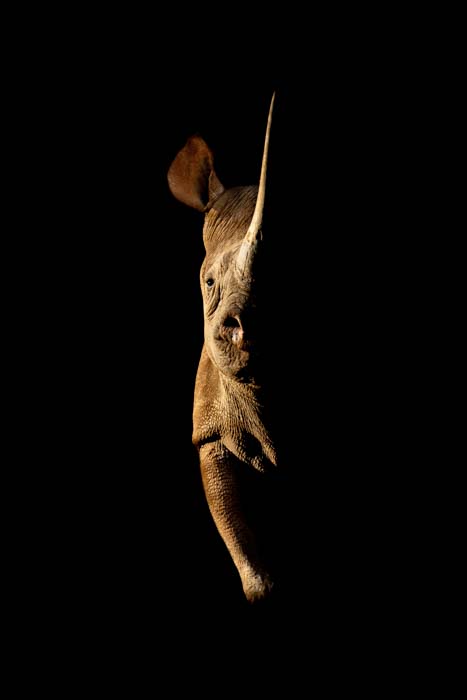 Low key wildlife portrait of a rhino