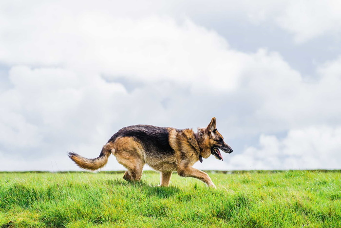 An outdoor dog portrait of a German Shepard walking on grass against a white-cloud sky