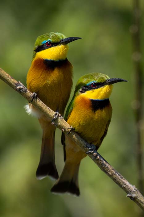 Picture of two little bee-eaters