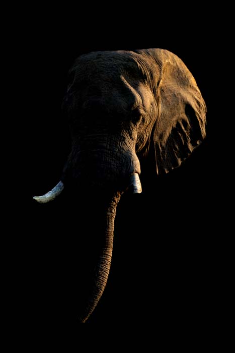 Picture of an African elephant with contrasting light and shadows