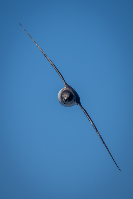 Picture of an Antarctic petrel