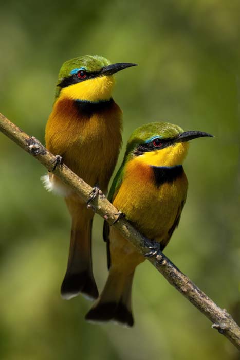 Picture of two little bee-eaters perched on a branch