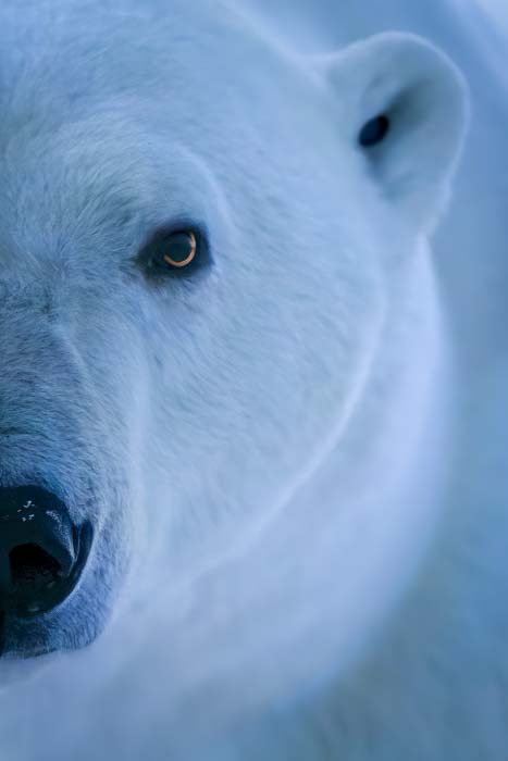 A closeup of a polar bear at a high ISO of 8000