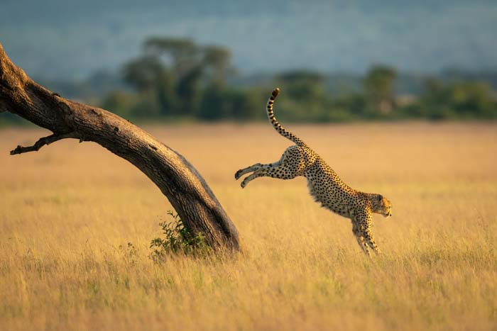 Picture of a cheetah