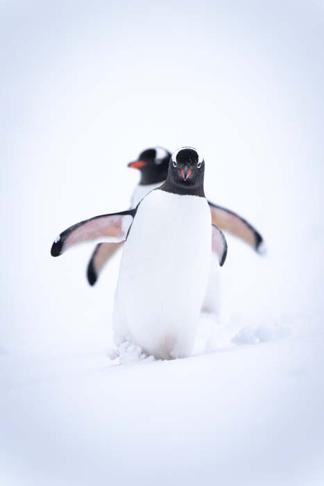Picture of two gentoo penguins walking in snow
