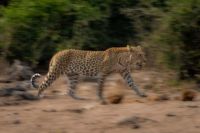 Picture of a leopard