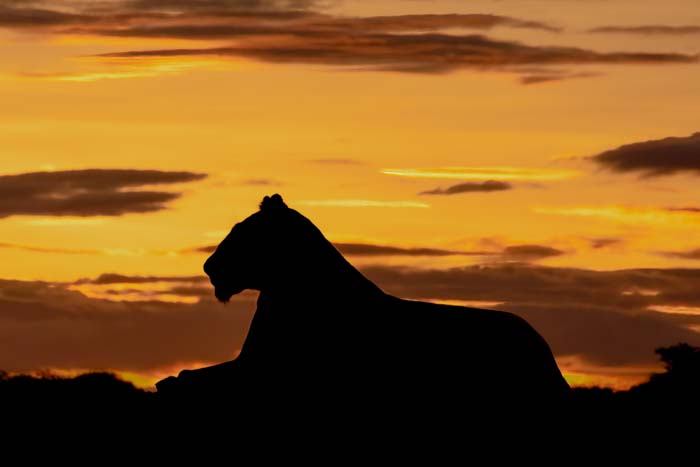 Silhouette of a lioness sitting against an orange sky at dusk