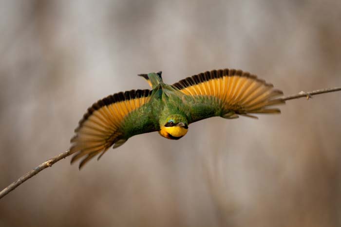 Picture of an little bee-eater flying upside-down against a branch