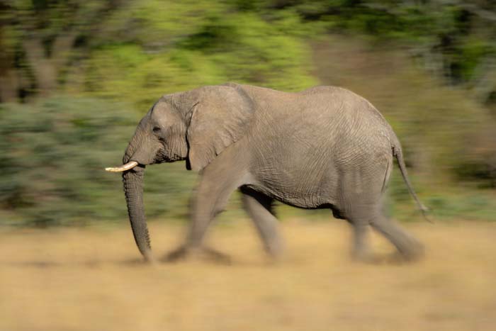 Picture of an elephant