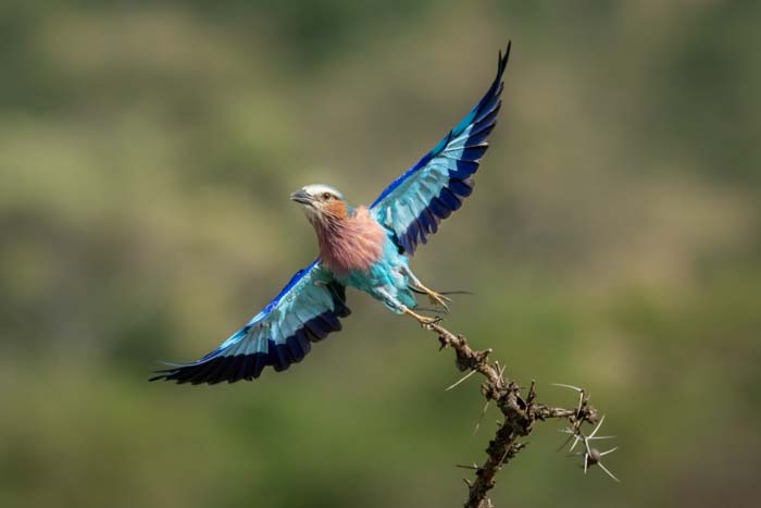 Picture of a lilac-breasted roller 