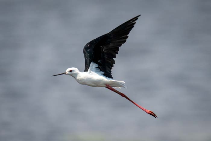 A black-winged stilt in flight against a blurred background shot with a fast shutter speed