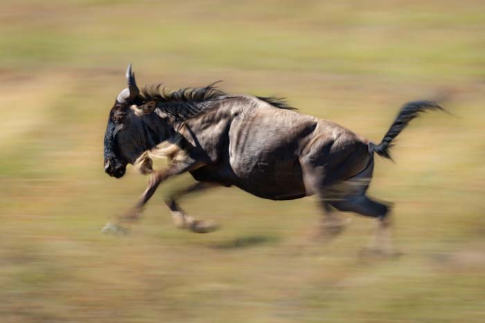 Picture of a wildebeest