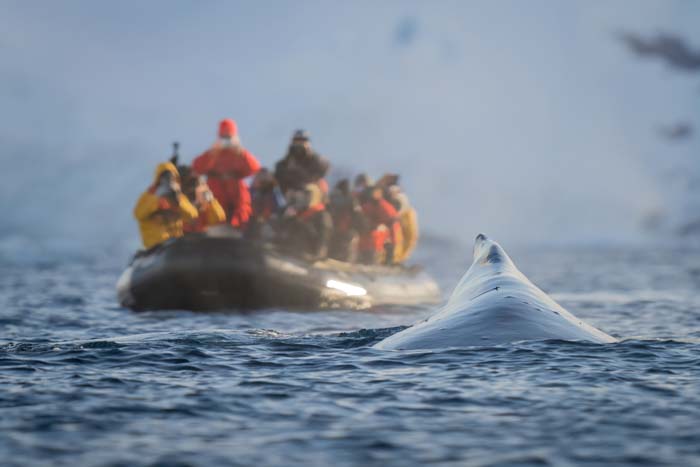 Picture of a whale next to a boat