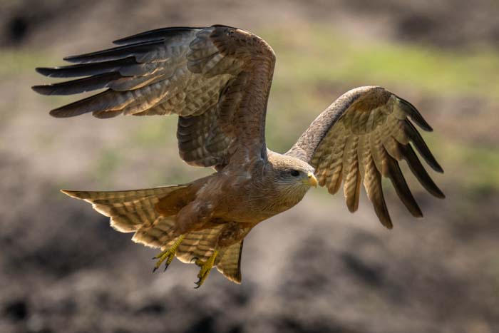 Picture of yellow-billed kite in flight