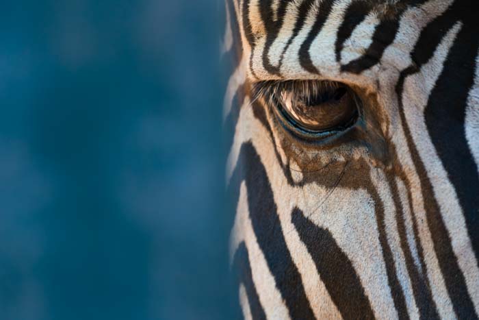 Close-up portrait of a zebra's eye and part of it's face