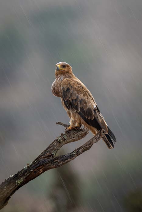 A tawny eagle perched on a tree branch with rain streaking the sky