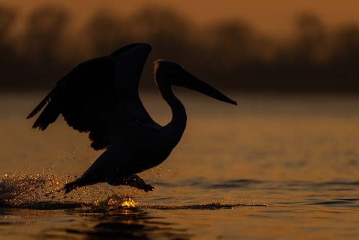 A close-up silhouette of a pelican landing on a lake's surface at golden hour